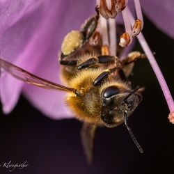 Alles was summt und brummt