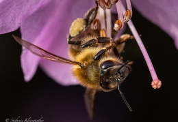 Alles was summt und brummt