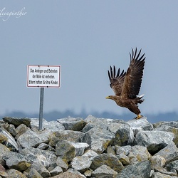 Alles was fliegt von A bis Z